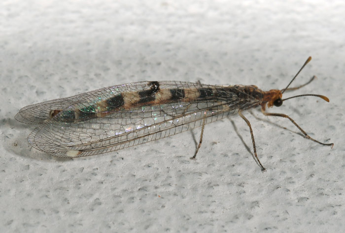 Megistopus flavicornis